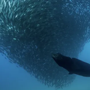 1 manta diving