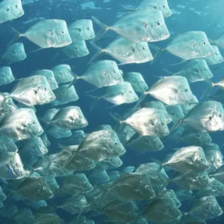 10 manta diving
