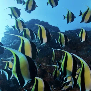 12 manta diving