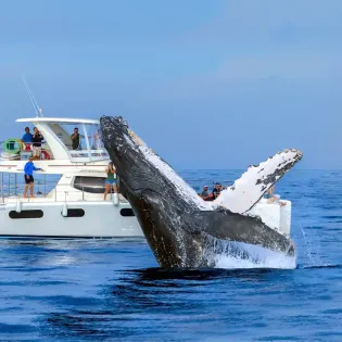 2 cabo adv sea tours