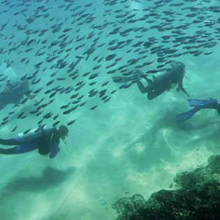 2 manta diving