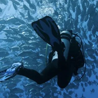 3 manta diving