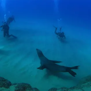 4 cabo adv sea tours