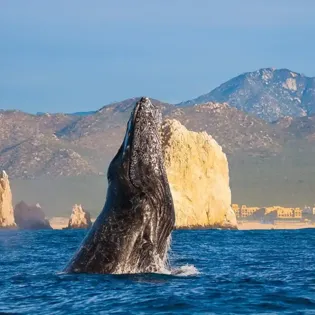 4 cabo exp sea