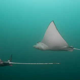 4 manta diving