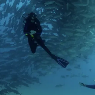 6 manta diving