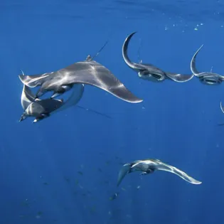 8 manta diving