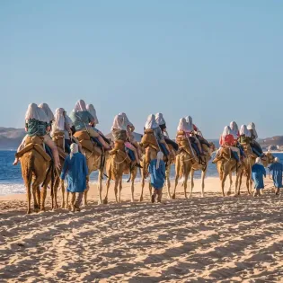 camel safari 4