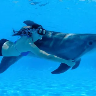 tourscabodolphins 1