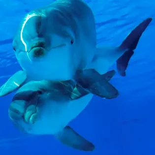 tourscabodolphins 2