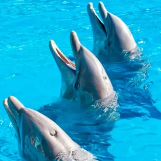 tourscabodolphins 4