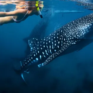 toursnautilusdiving5