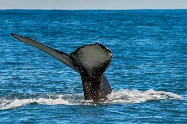 cabo activity