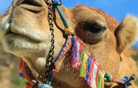camel tour
