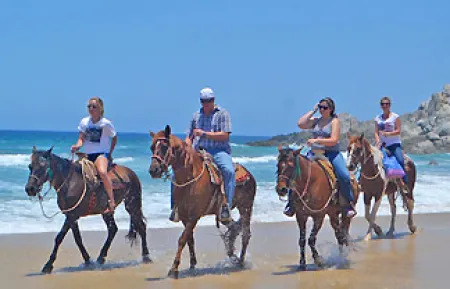 amigoshorse