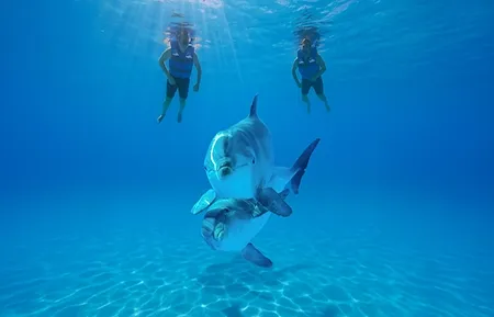 14 dolphin signature swim