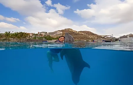 15 dolphin signature swim