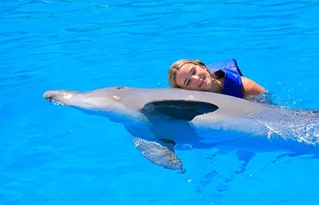 7 dolphin signature swim