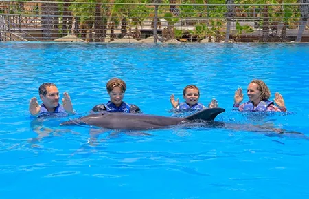 8 dolphin signature swim