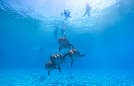 13 dolphin signature swim