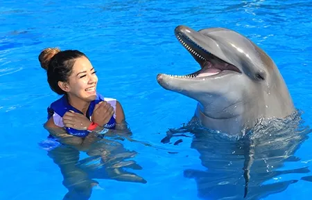 4 dolphin experience