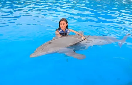 6 dolphin experience