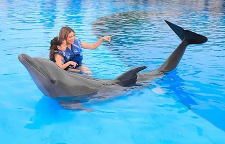 10 dolphin experience