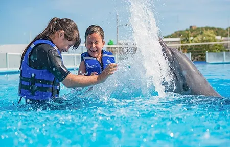 13 dolphin experience