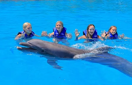 1 dolphin premium swim