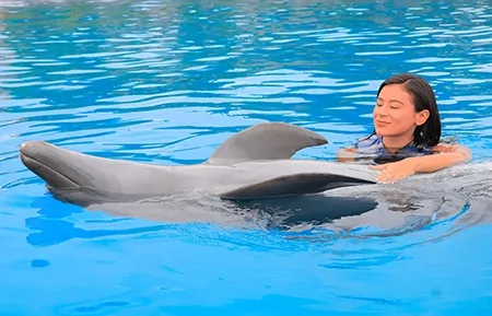 3 dolphin premium swim