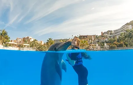 11 dolphin premium swim