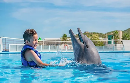 14 dolphin premium swim