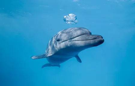 19 dolphin premium swim