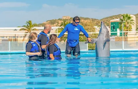 9 dolphin premium swim