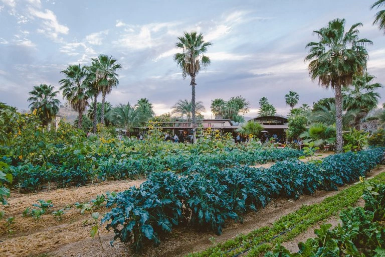 Flora Farms Los Cabos Mexico	