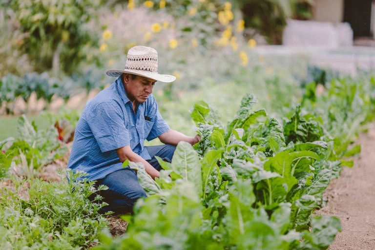 Flora Farms	