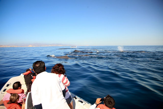 Whale Watching in Los Cabos Mexico	