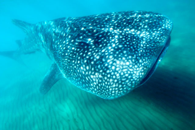 A Whale shark in Baja California	