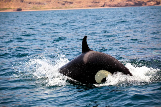 Orca Killer Whale in the Sea of Cortez	
