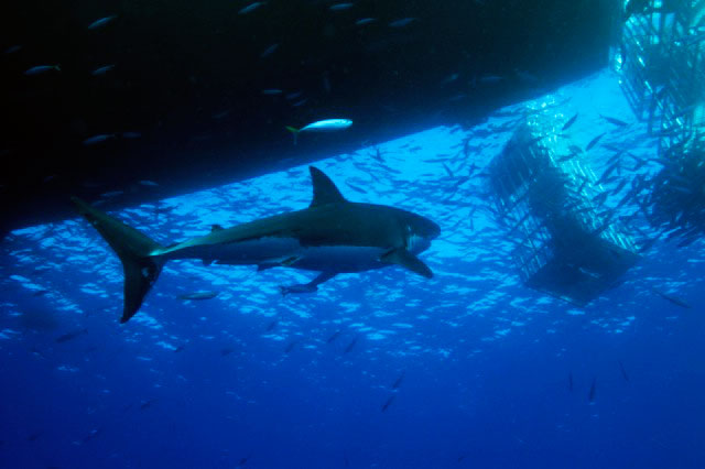 Great White Shark in Baja	