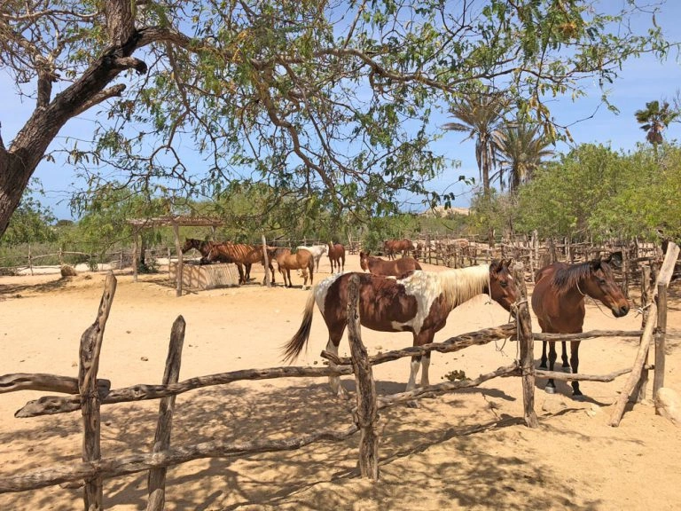 Horse ranch in Los Cabos Mexico	