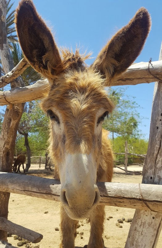 Burro Rescue at Rancho Cariusuva	