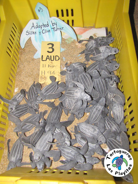 Sea Turtle Conservation in Los Cabos, Mexico	