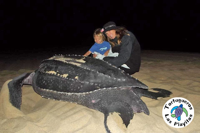 Sea Turtle Conservation in Los Cabos, Mexico	