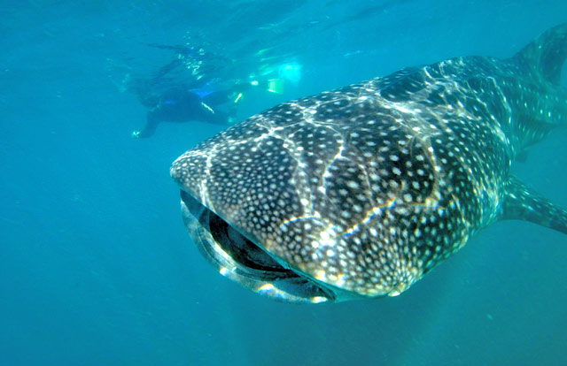 Whale Shark Swim in Los Cabos Mexico	
