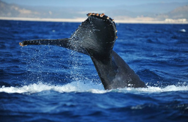 Whale Watching in Los Cabos, Mexico	