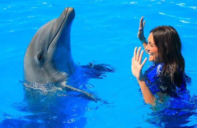 Cabo Dolphins Cabo San Lucas Mexico	