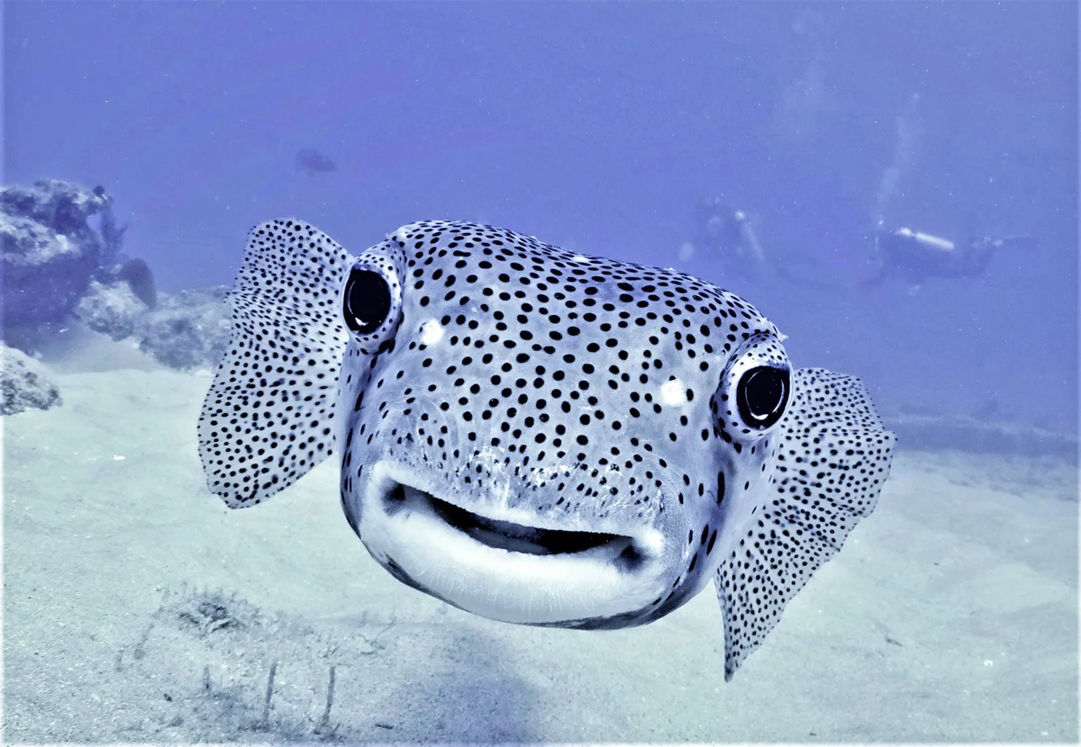Scuba diving in Los Cabos Mexico	