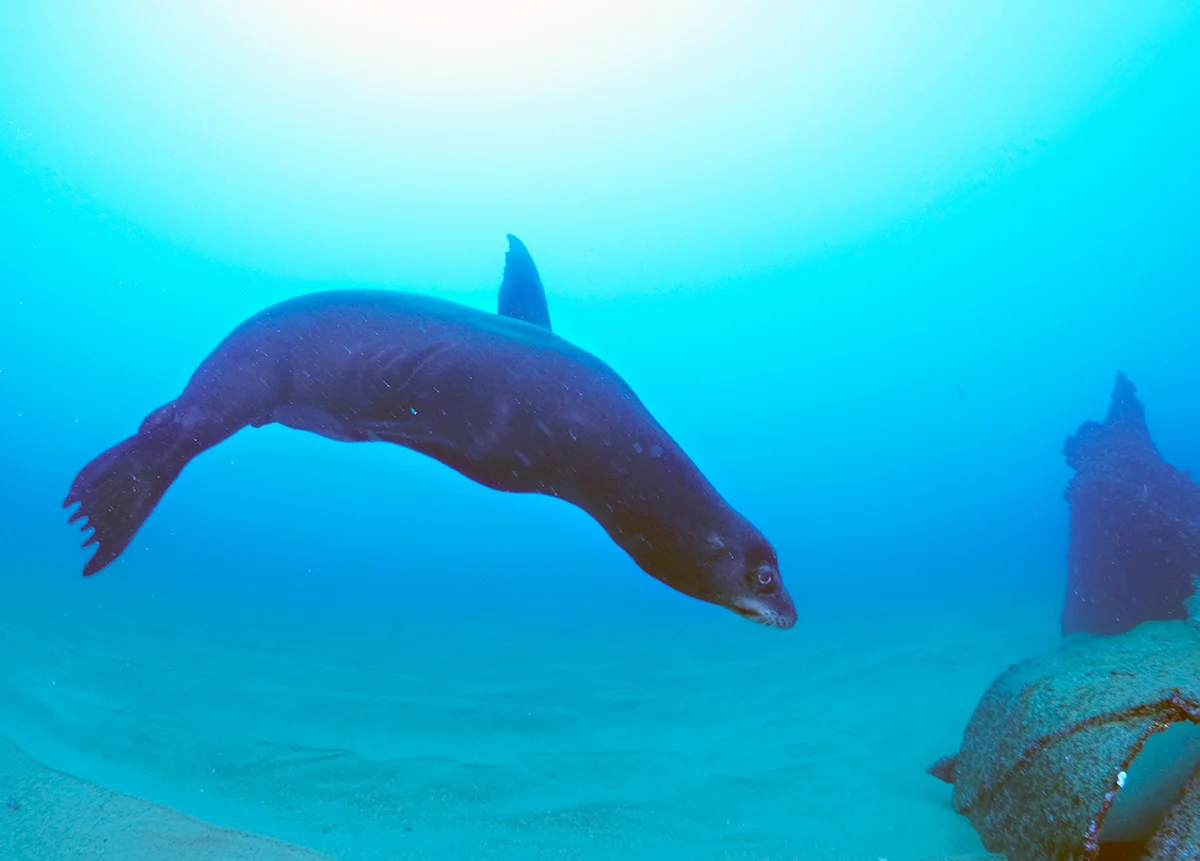 Scuba diving in Cabo San Lucas Mexico	