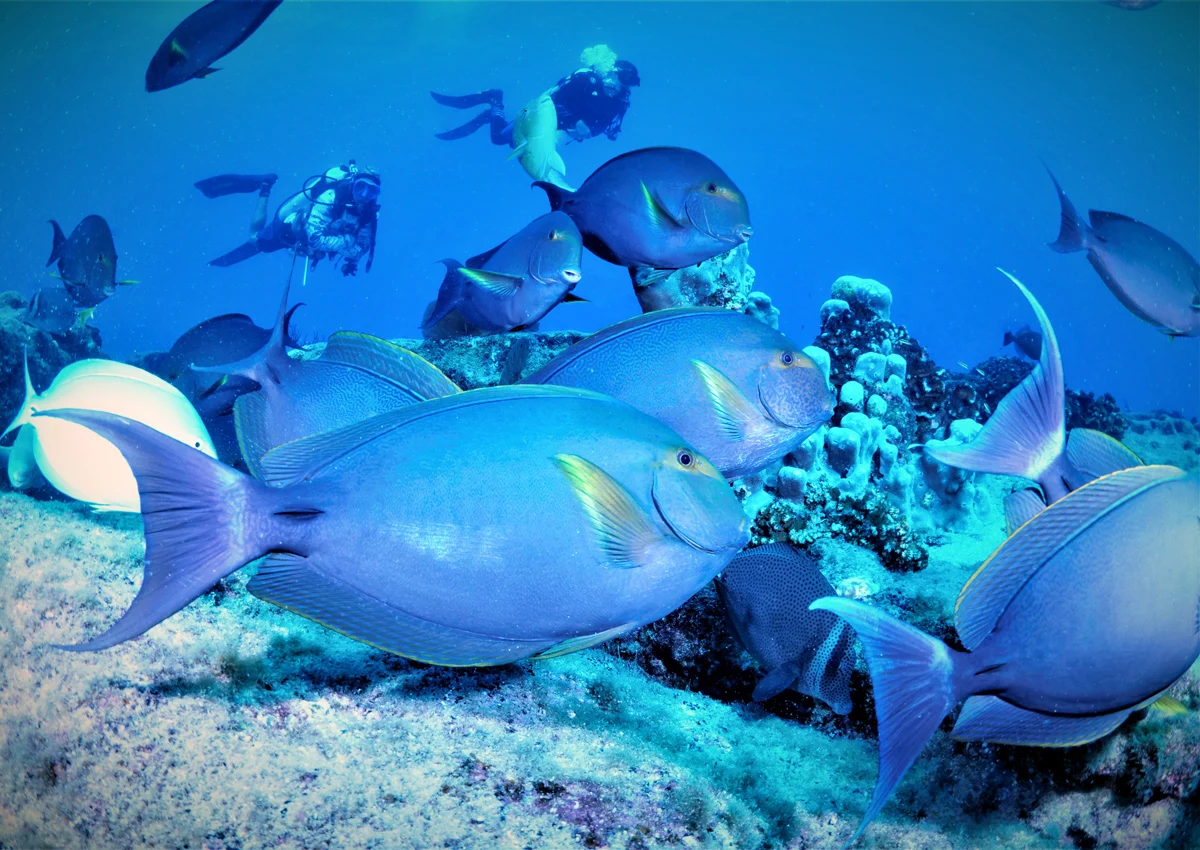 Scuba diving in Cabo San Lucas Mexico	